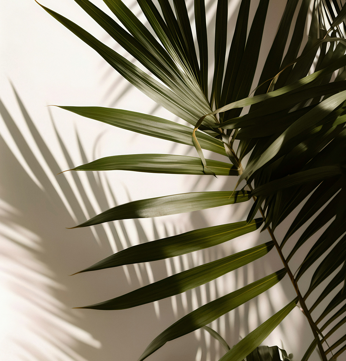 Palm tree